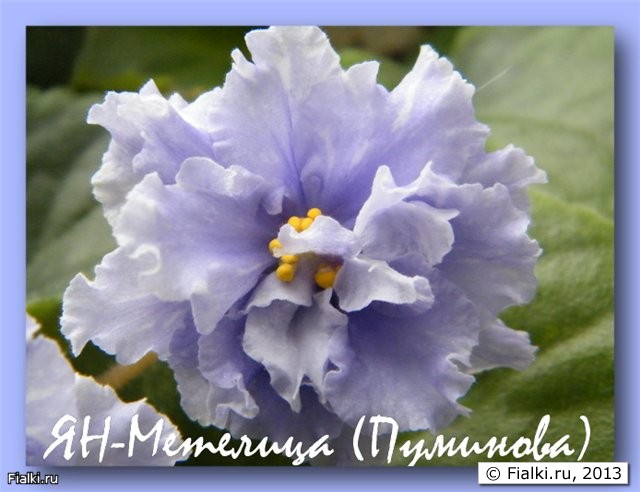 ЯН-Метелица (Пуминова)