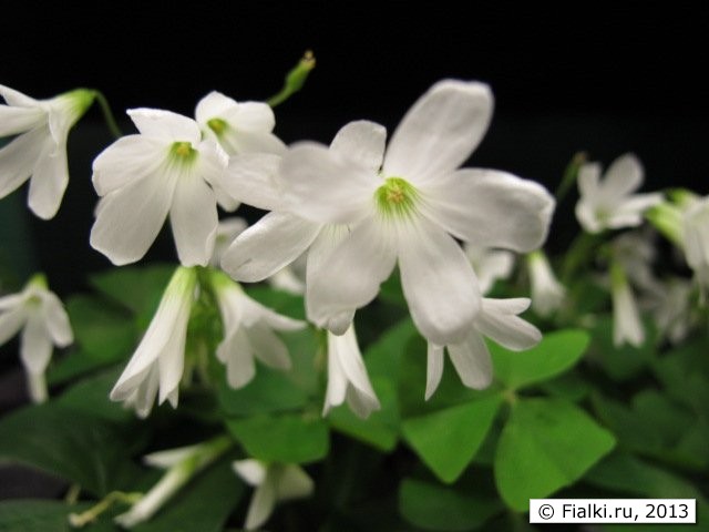 Shamrock