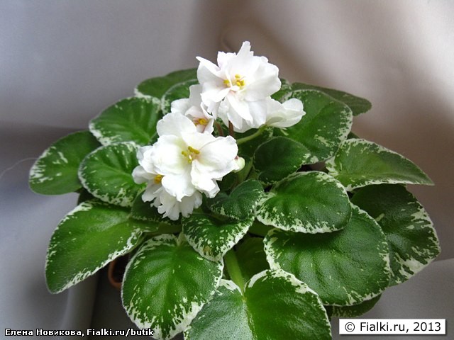 Lemon Cookie (Лемэн Куки), Pittman, полумини