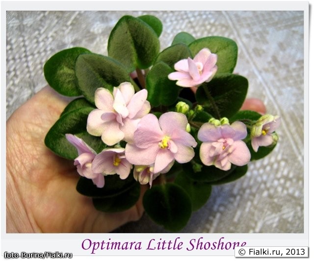 little shoshone