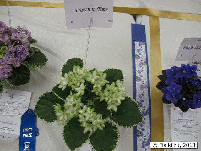 plant