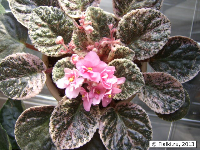pink and red leaves