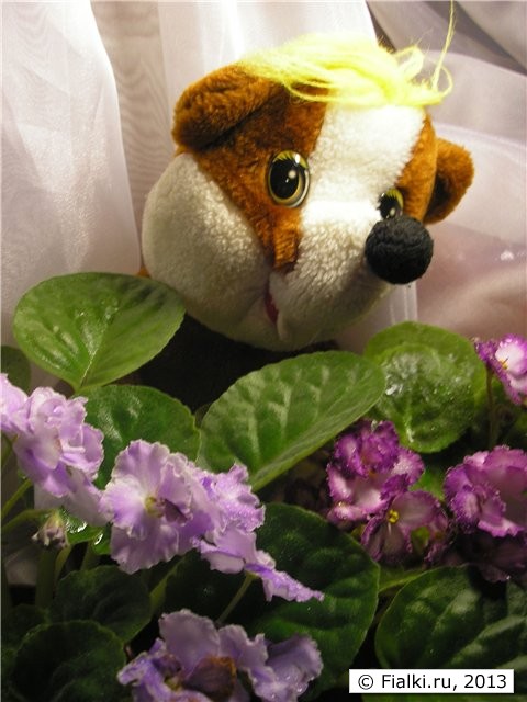 Opera's Paolo, Easter Bunny