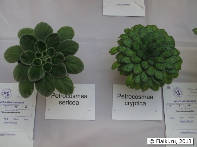 petrocosmea