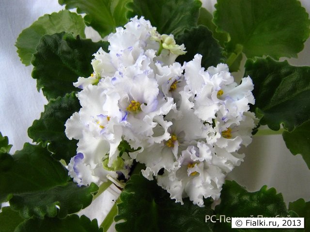 РС-Пенный Прибой (Репкина)