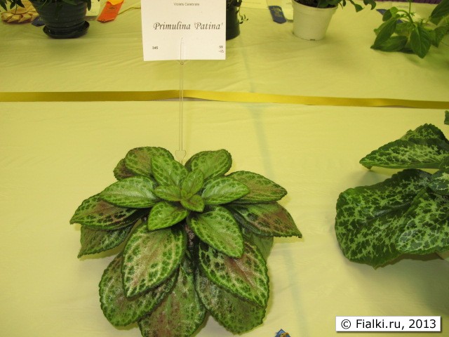 plant