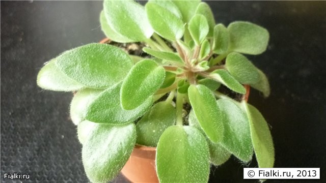 кустовой трейлер Chantaspring
