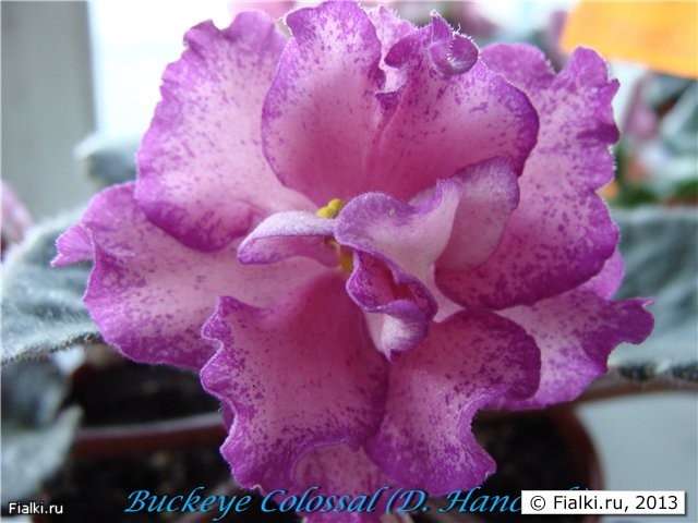 Buckeye Colossal
