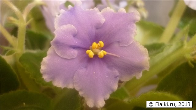фото крупный план