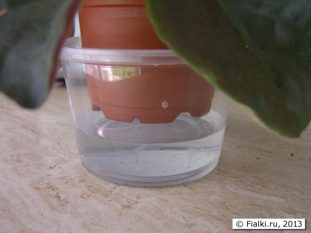 food container