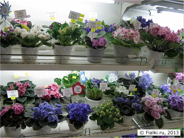 фиалки