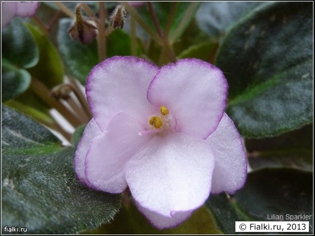 Lilian Sparkler, цветок