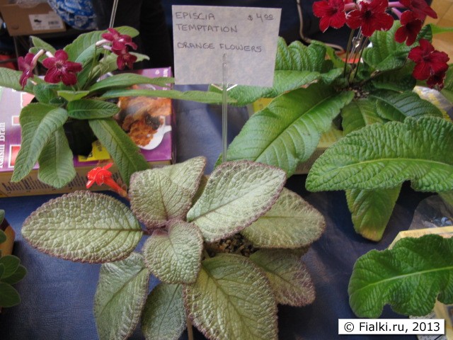 episcia