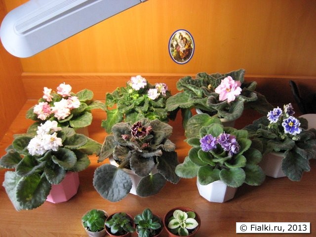 фиалочки