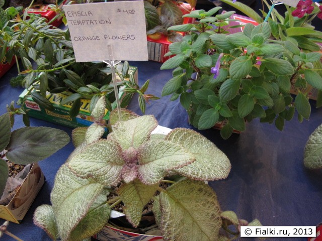 episcia tempration