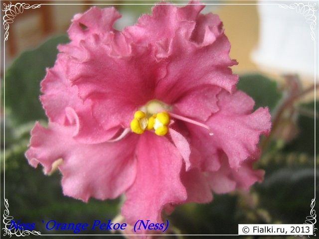 Ness`Orang Pekoe