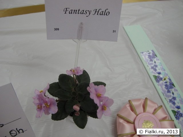 plant
