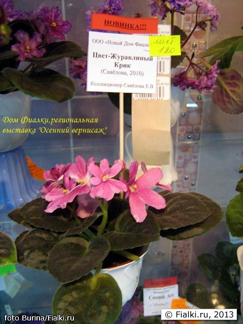 дом фиалки