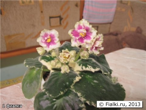 1 фиалка