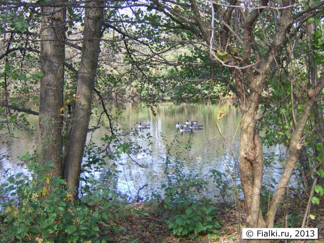 ducks 2