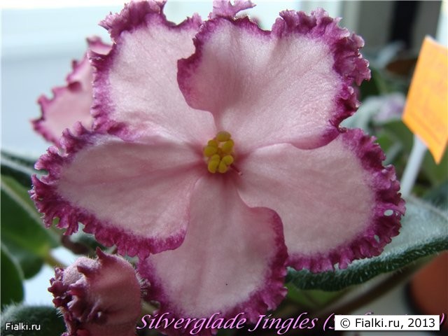 Silverglade Jingles