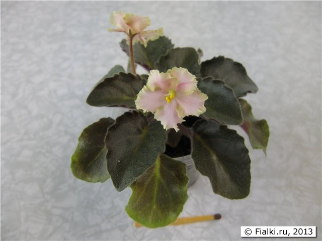 Rob's Antique Rose