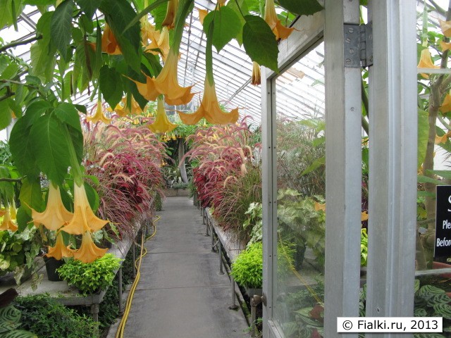greenhouse