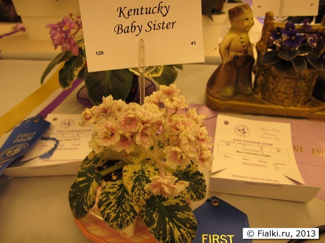 Kentucky Baby Sister