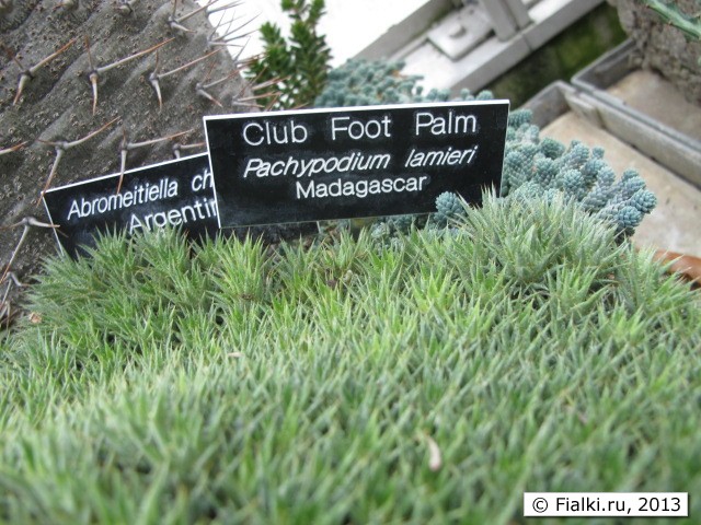 plant