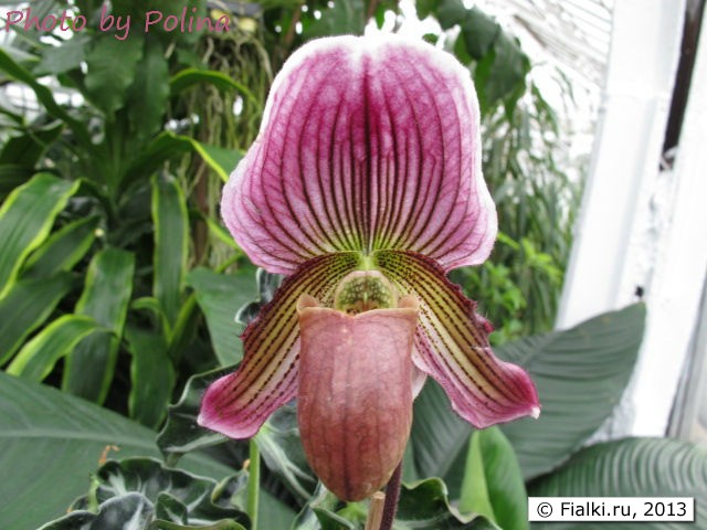 orchid