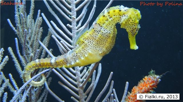 seahorse