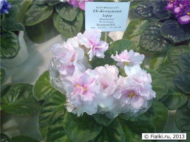 стандарт, белые махровые цветы с нежно-розовой серединой