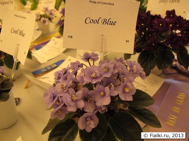 Cool Blue
