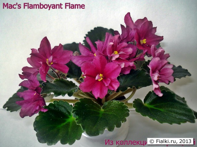 Mac's Flamboyant Flame