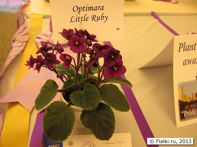 Optimara Little Ruby