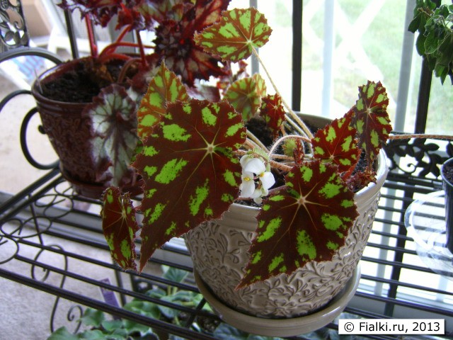 begonia2