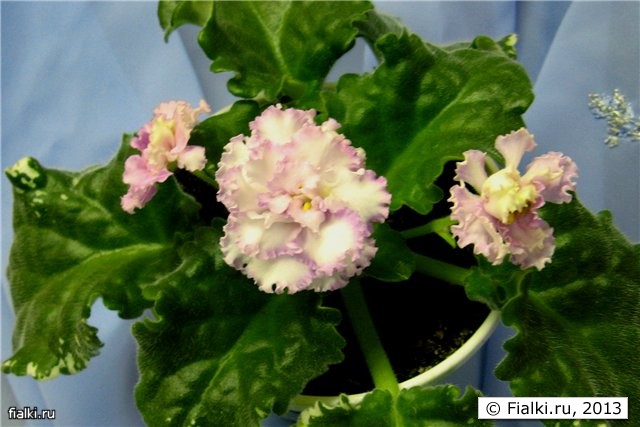 Крупные бело-розовые цветы с волнистым салатовым кантом, листья крупные волнистые, средне зелёные с нерегулярной пестролистностью, розетка крупная