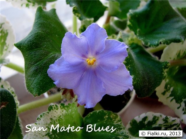 San Mateo Blues