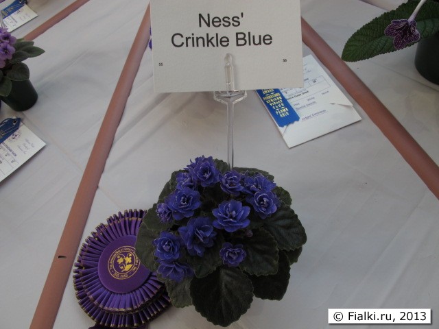 Ness' Crinkle Blue