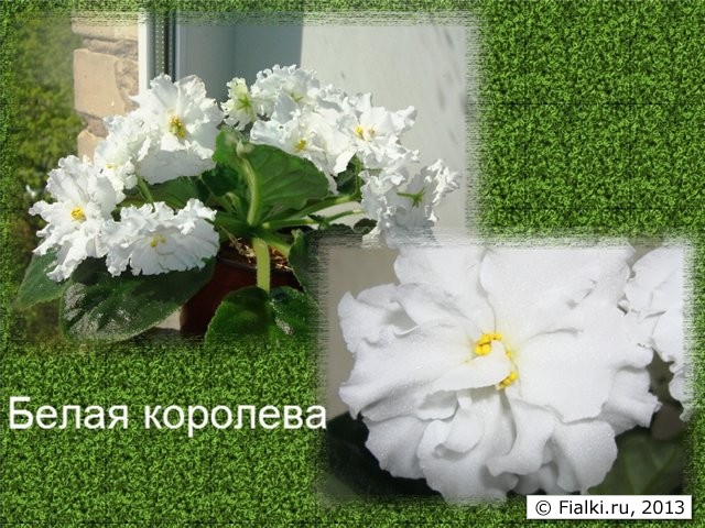 Белая Королева, второе цветение