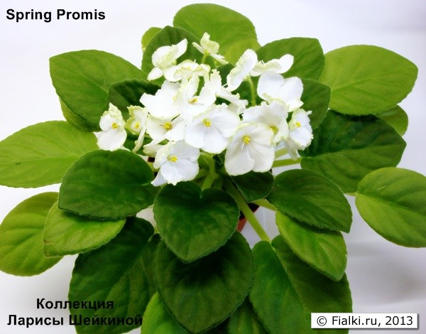 Spring Promis