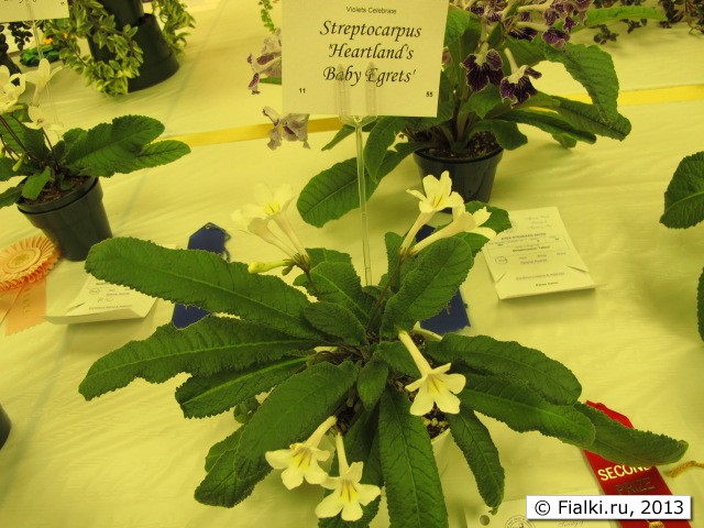 plant