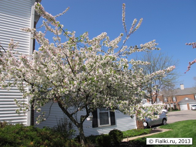 tree in bloom