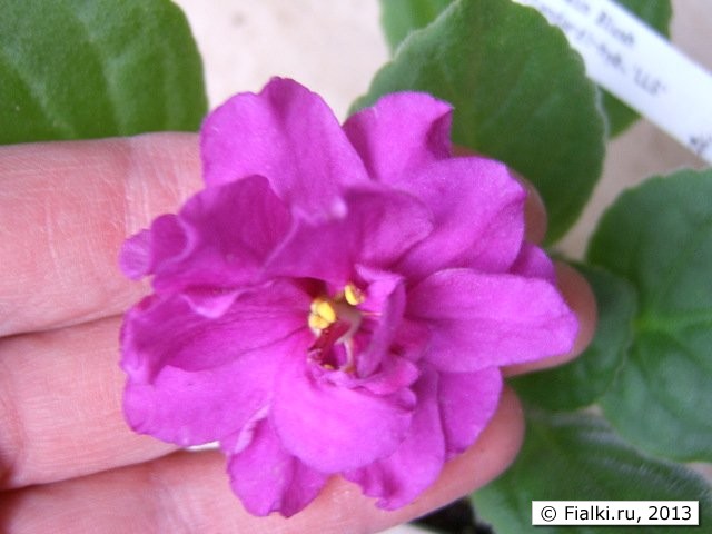 Mountain Blush flower