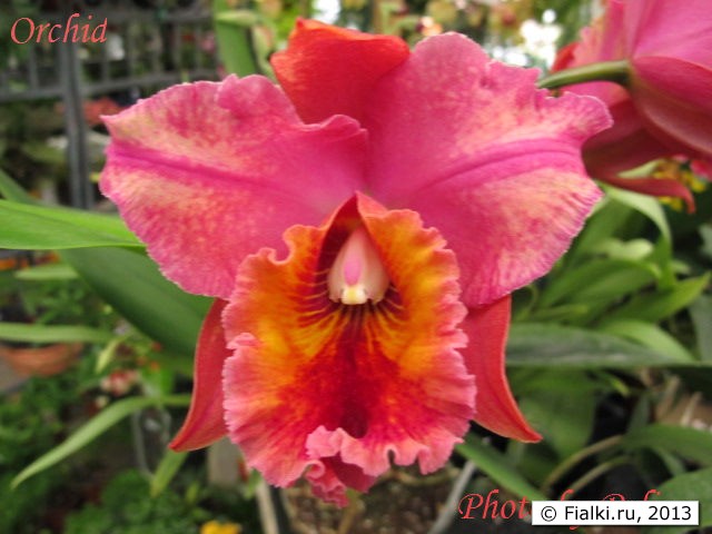 orchid