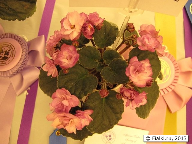 Ness' Satin Rose