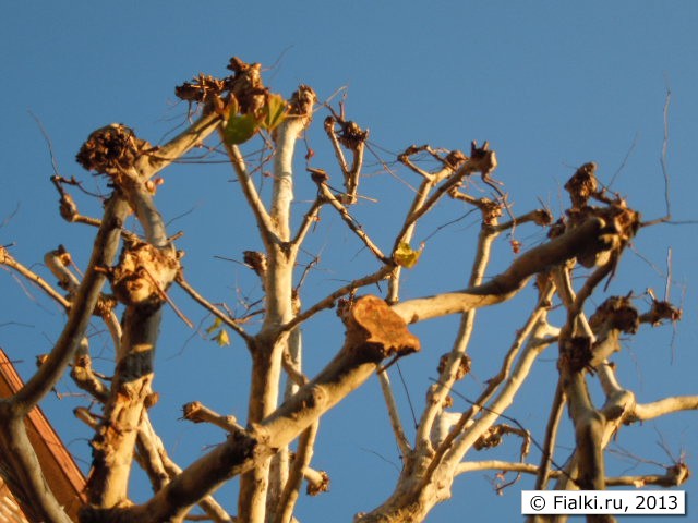 tree