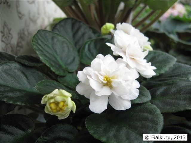 Jolly moonflower