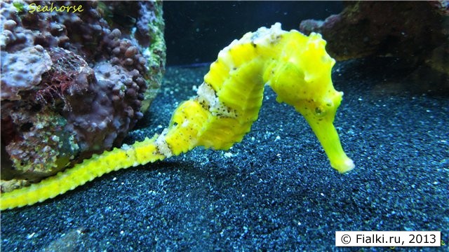 seahorse