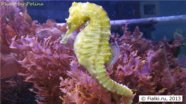 seahorse